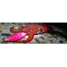 DTD BLOODY FISH 3.0 YELLOWFIN TUNA